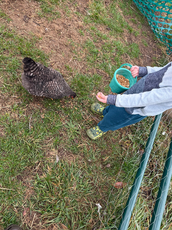 Person feeding a chicken with a green bucket on grass