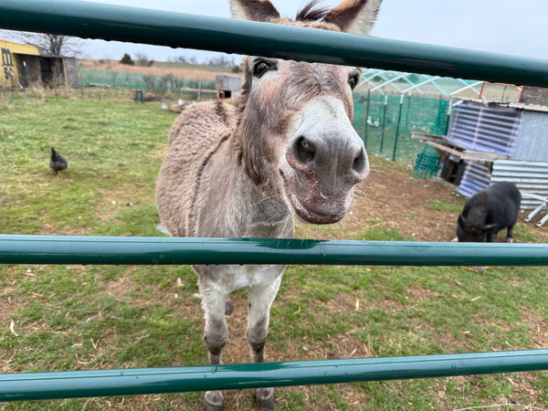 Donkey behind a green fence with chickens in the background
